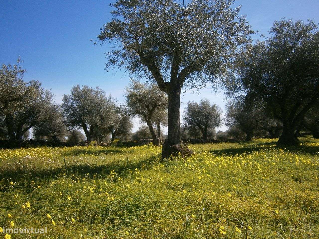 Terreno - Grande imagem: 5/6