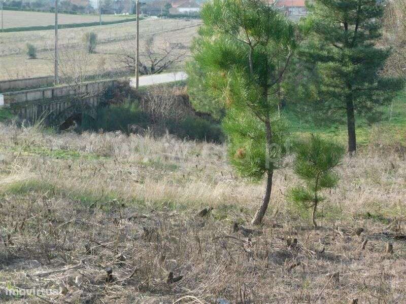 Terreno Rústico / Fundão, Enxames - Grande imagem: 4/5