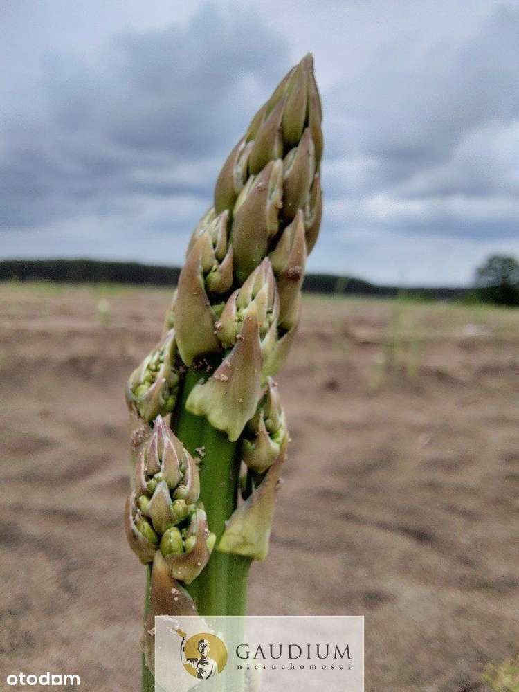 Turystyka nad brzegiem rzeki Obry-18