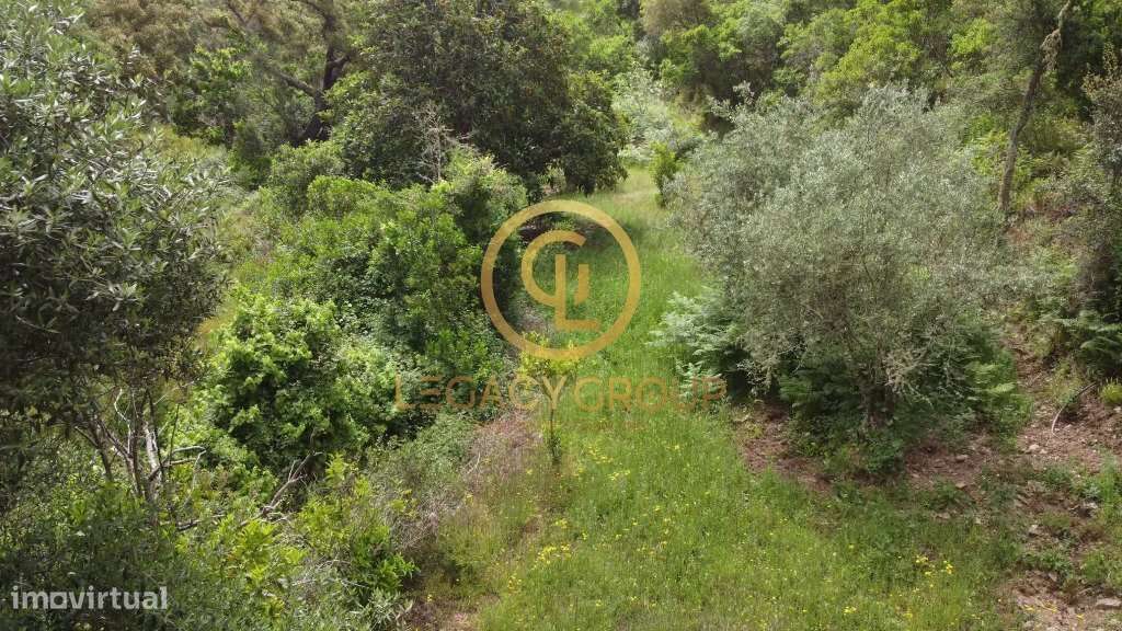Quinta de 6 hectares perto de São Martinho das Amoreiras-18