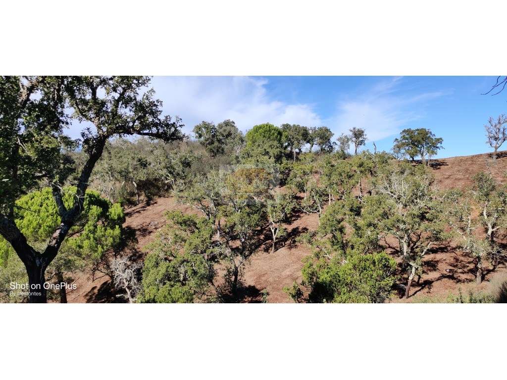Terreno com 19ha a 8 km de Santiago do Cacem e a 20 km da Lagoa de ... - Grande imagem: 2/12