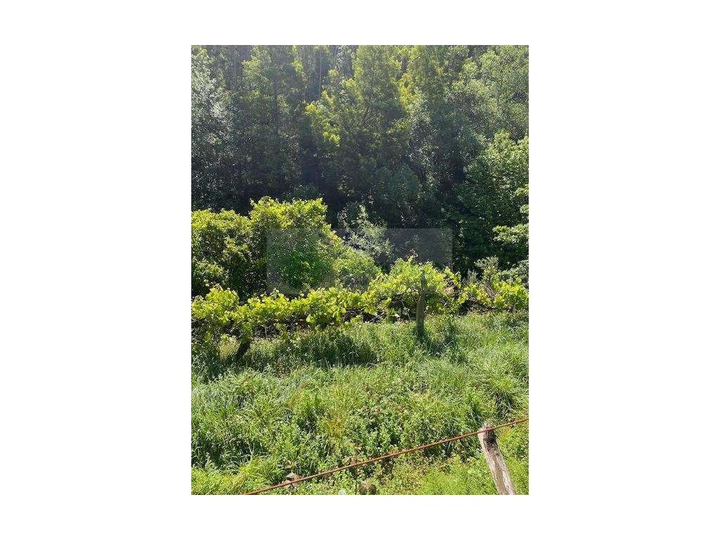 QUINTINHA JUNTO AO RIO PISÃO | PARADELA - Grande imagem: 5/8