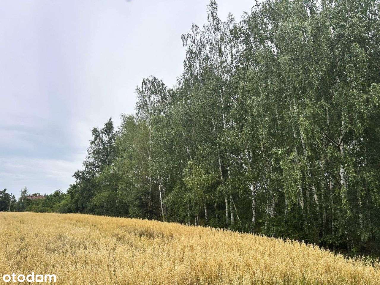 Piękna Działka Budowlana z Łąką i Laskiem Brzozowy - Pełny obrazek: 5/19