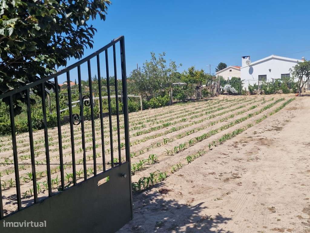 Terreno c/ Casa Térrea, em Foros de Salvaterra. - Grande imagem: 4/53