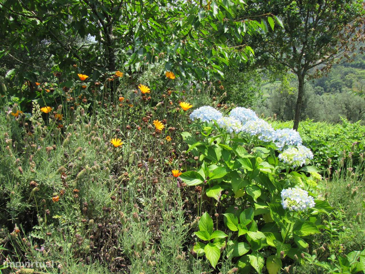 Quintinha no Minho Ponte de Lima * 10.000 m2 * a 90 Km do Porto-47