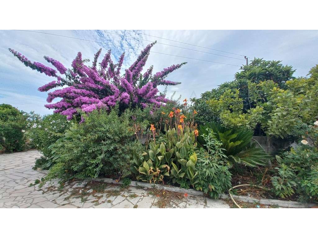 Herdade vinhateira próxima de Setúbal-29