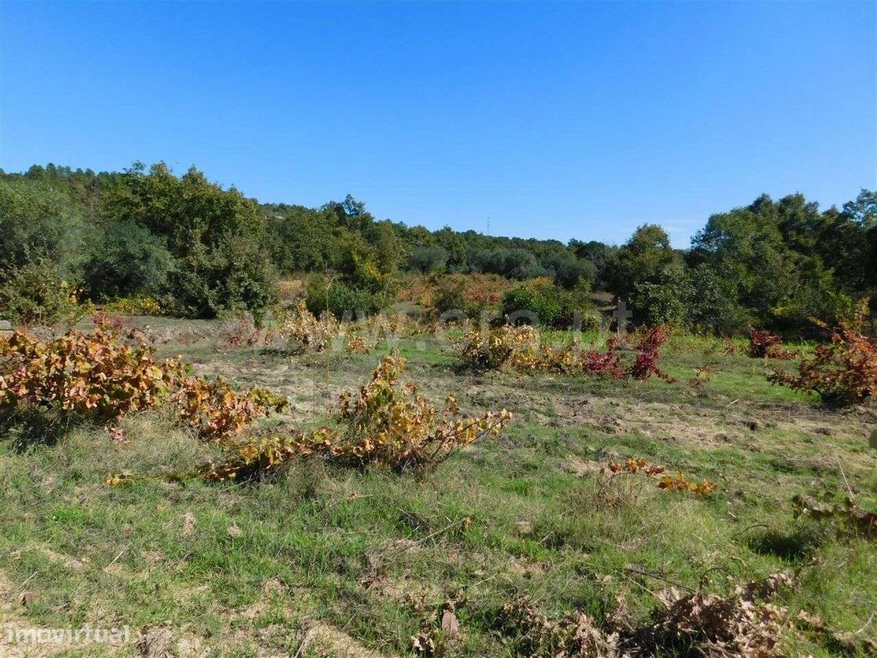 Terreno / Fundão, Pêro Viseu - Grande imagem: 2/4