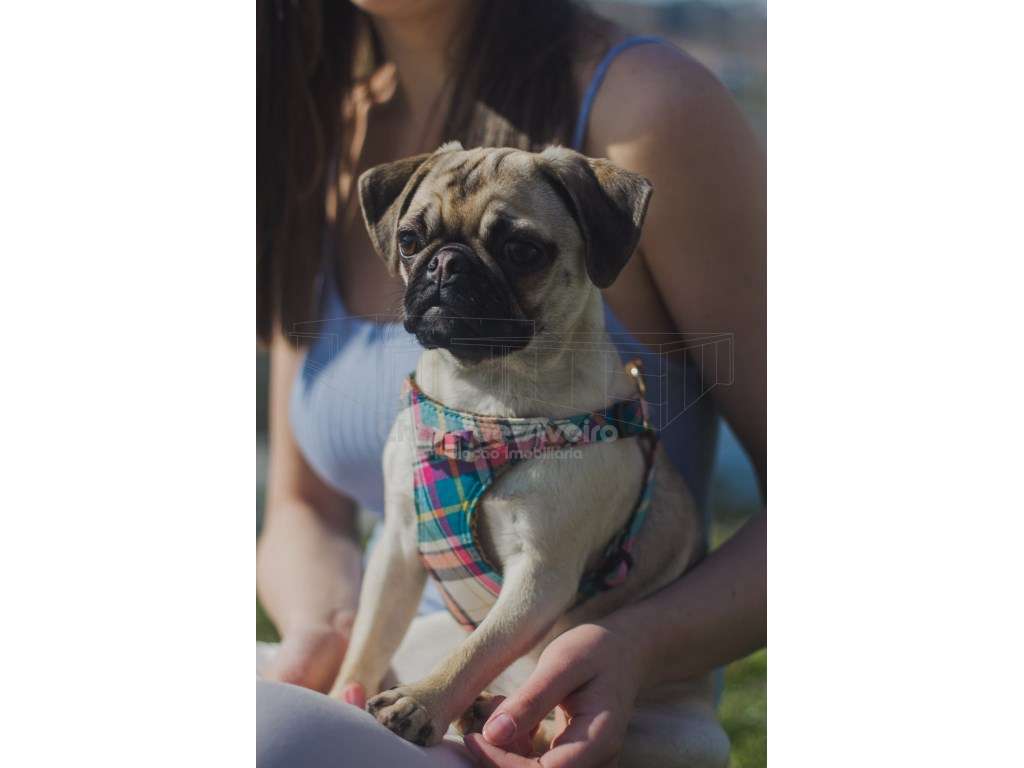 NEGÓCIO DE DISTRIBUIÇÃO DE ACESSORIOS ANIMAIS - Grande imagem: 5/5