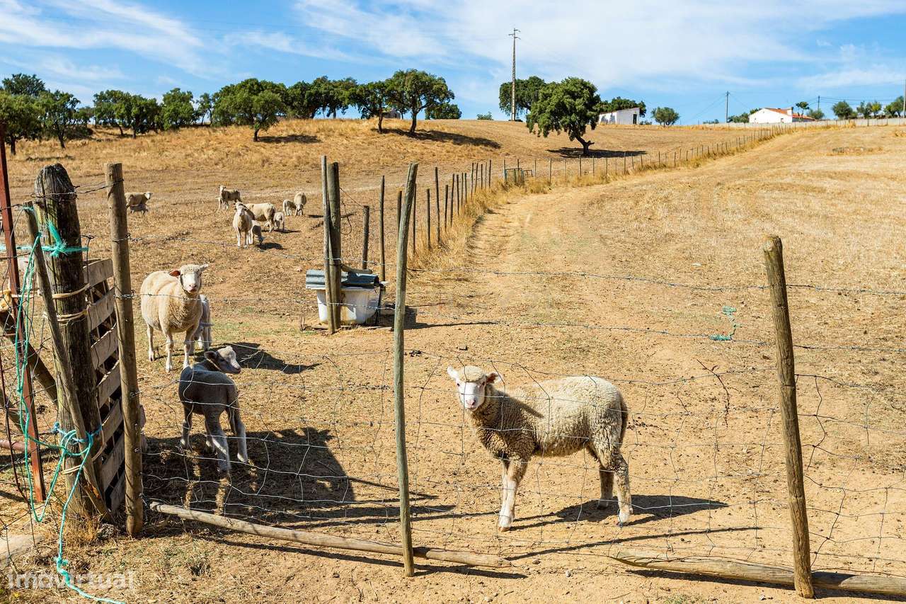 Monte Alentejano com 45 Hectares e Infraestruturas Agrícolas-18