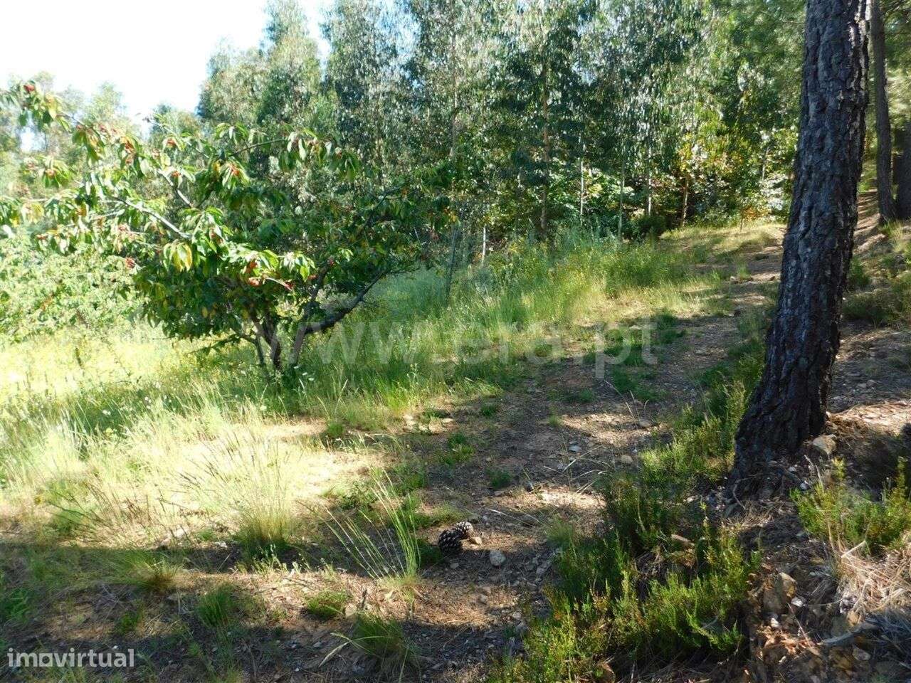 Quinta / Fundão, Souto da Casa - Grande imagem: 5/9