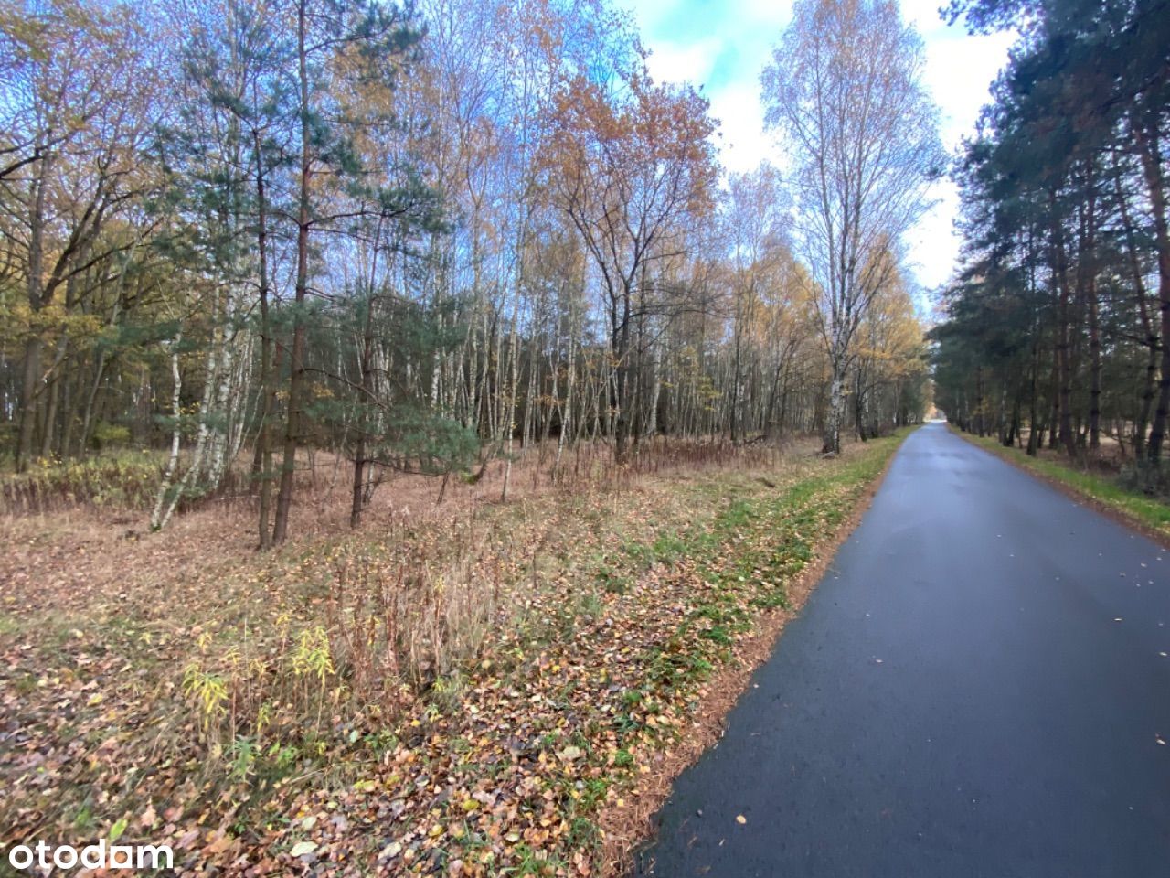 Działka leśna Jaźwiny 10.9 ha bezpośrednio