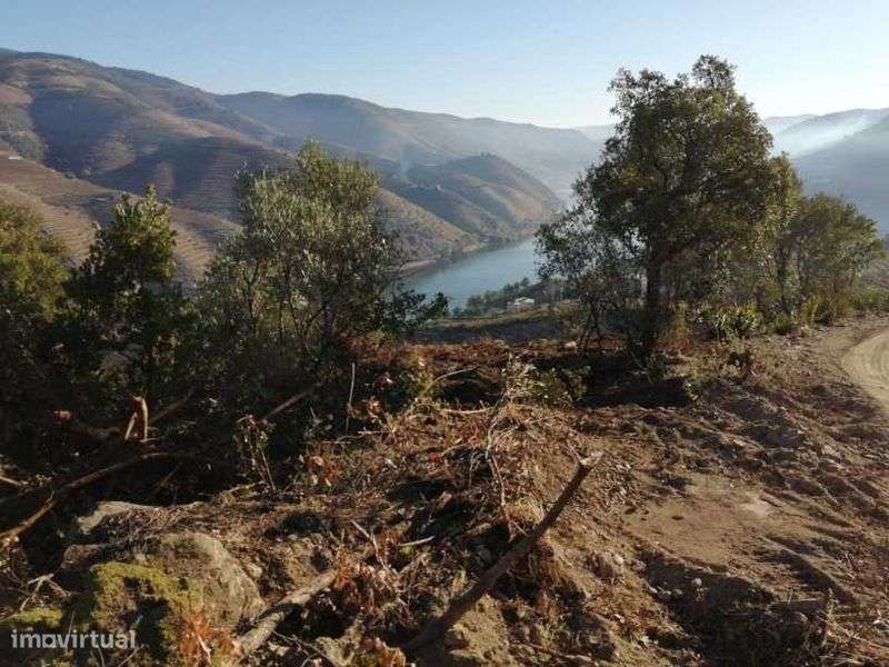 Quinta do Grilo - Alto Douro - Grande imagem: 4/9