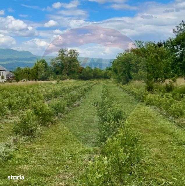 Teren 6,900mp Breb / Drumul Principal - Imagine principală: 4/6