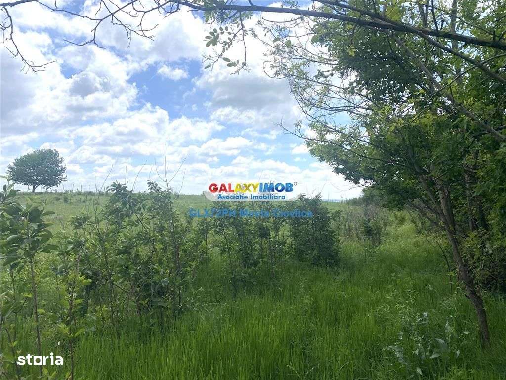 Vanzare teren intravilan Baicoi zona Tintea - Imagine principală: 4/6