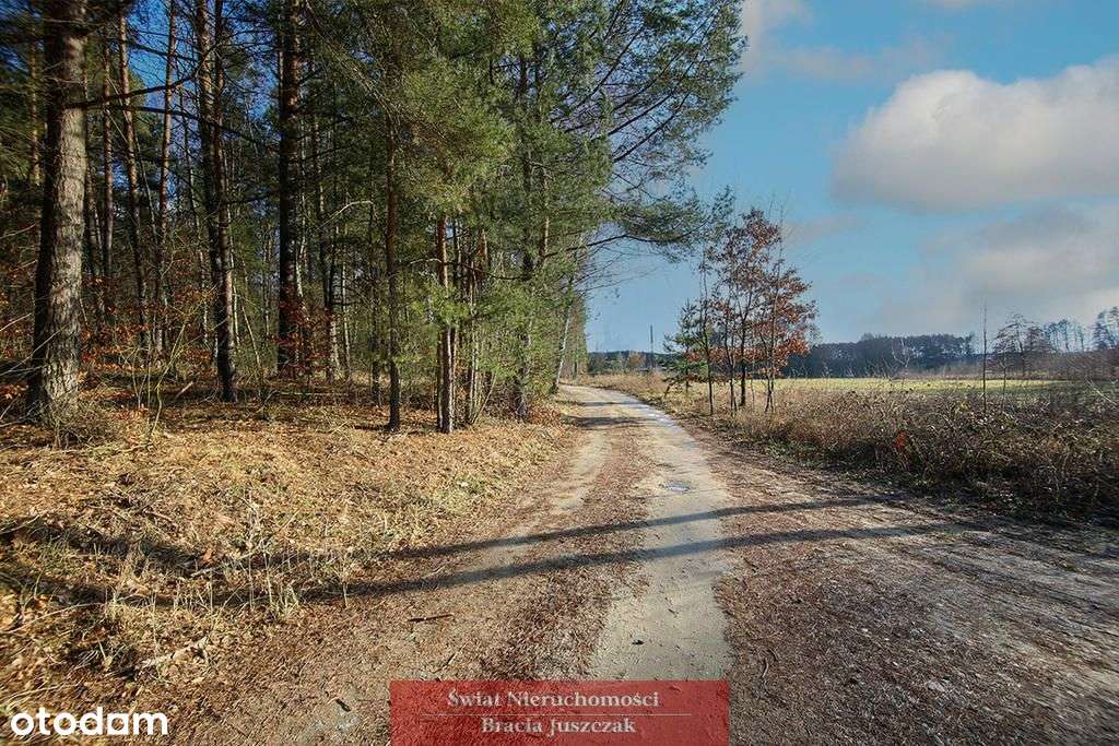 Las - cisza, spokój-1