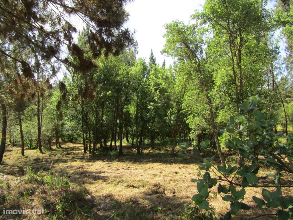 P26-238 Casal da Loba - Terreno Urbanizável no Centro de Portugal e... - Grande imagem: 5/29
