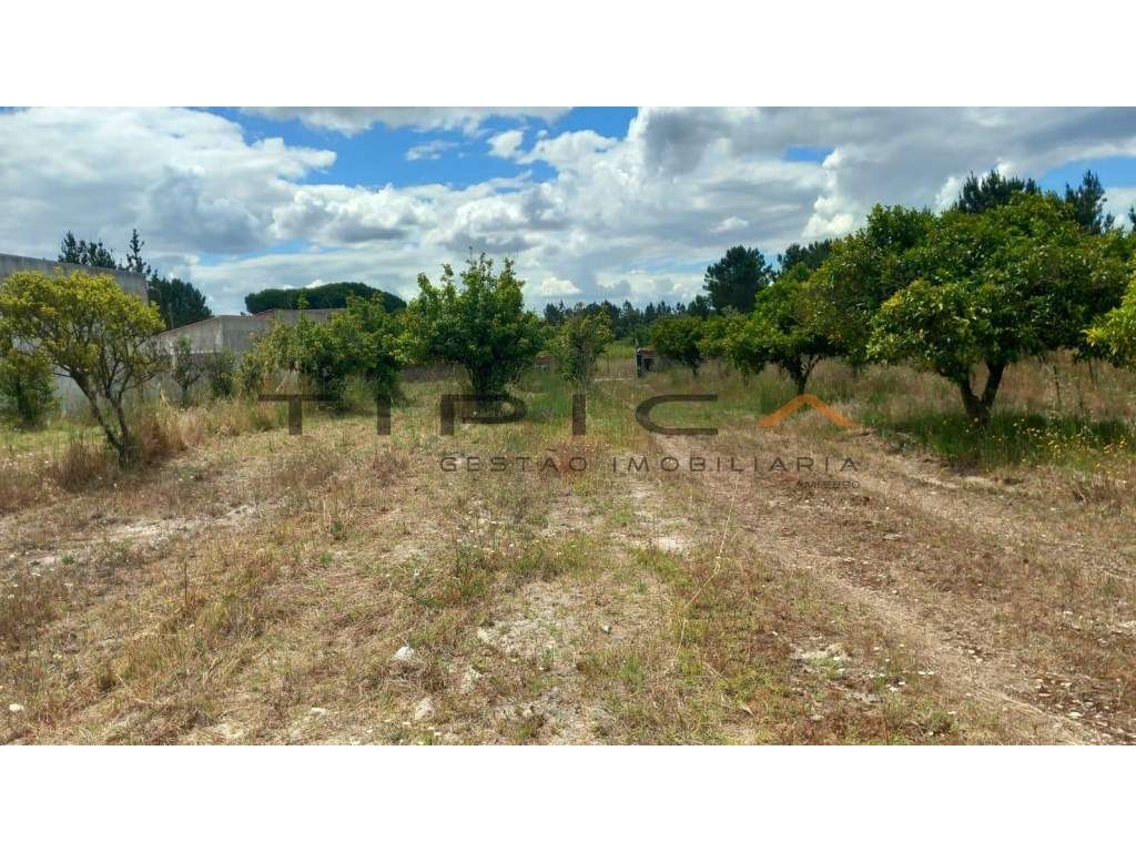 Quintinha com terreno agrícola de 2250 m2-3