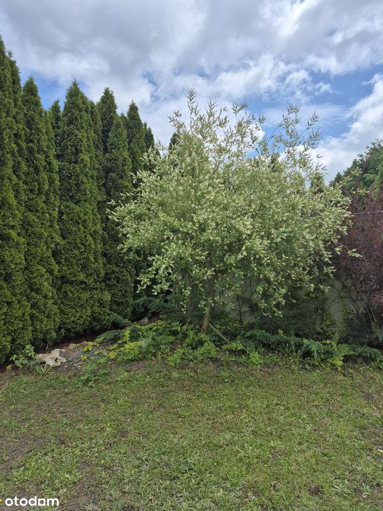 Dom, 180 m², Sierakowice - Pełny obrazek: 5/11