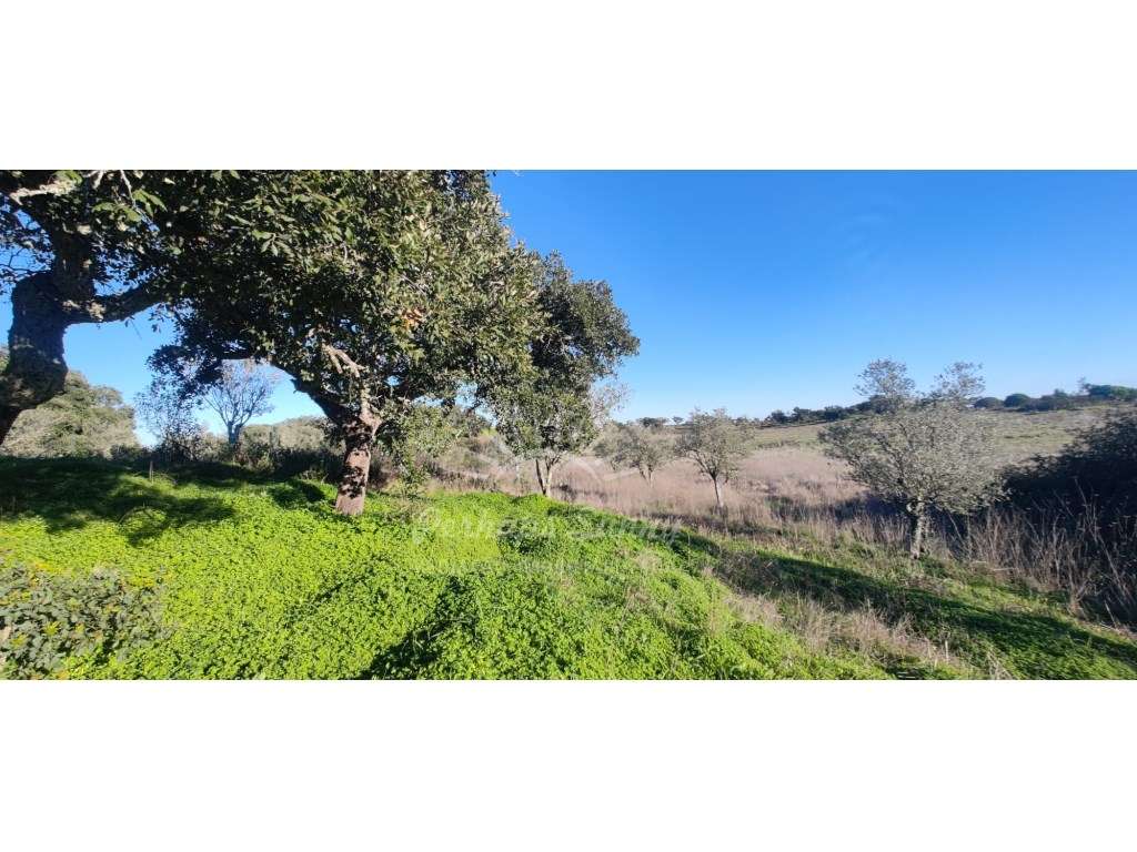 TERRENO RÚSTICO PARA VENDA - UMA OPORTUNIDADE NA SERRA DE GRÂNDOLA-12