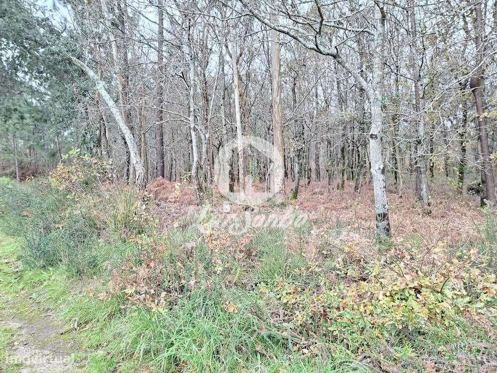 Terreno de 3.134m2 em Viatodos, Barcelos - Grande imagem: 4/8