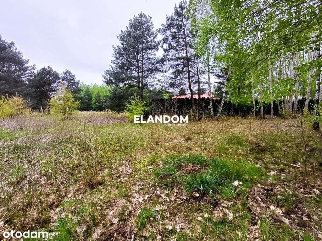 Działka Aleksandrów, z własnym lasem, WZ - Pełny obrazek: 5/11
