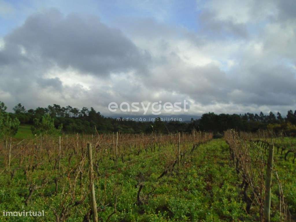 Terreno com 1365 m2 para agricultura e vinha nos Montes Alpedriz - Grande imagem: 4/14