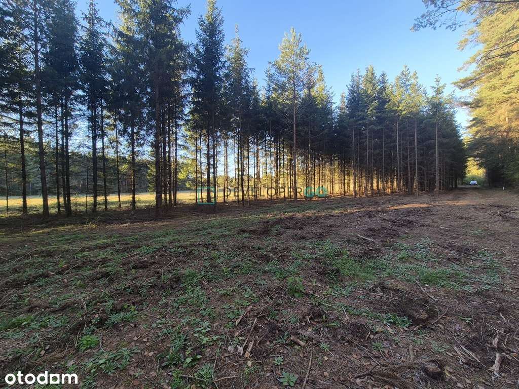 Działka budowlana w lesie. - Pełny obrazek: 4/8