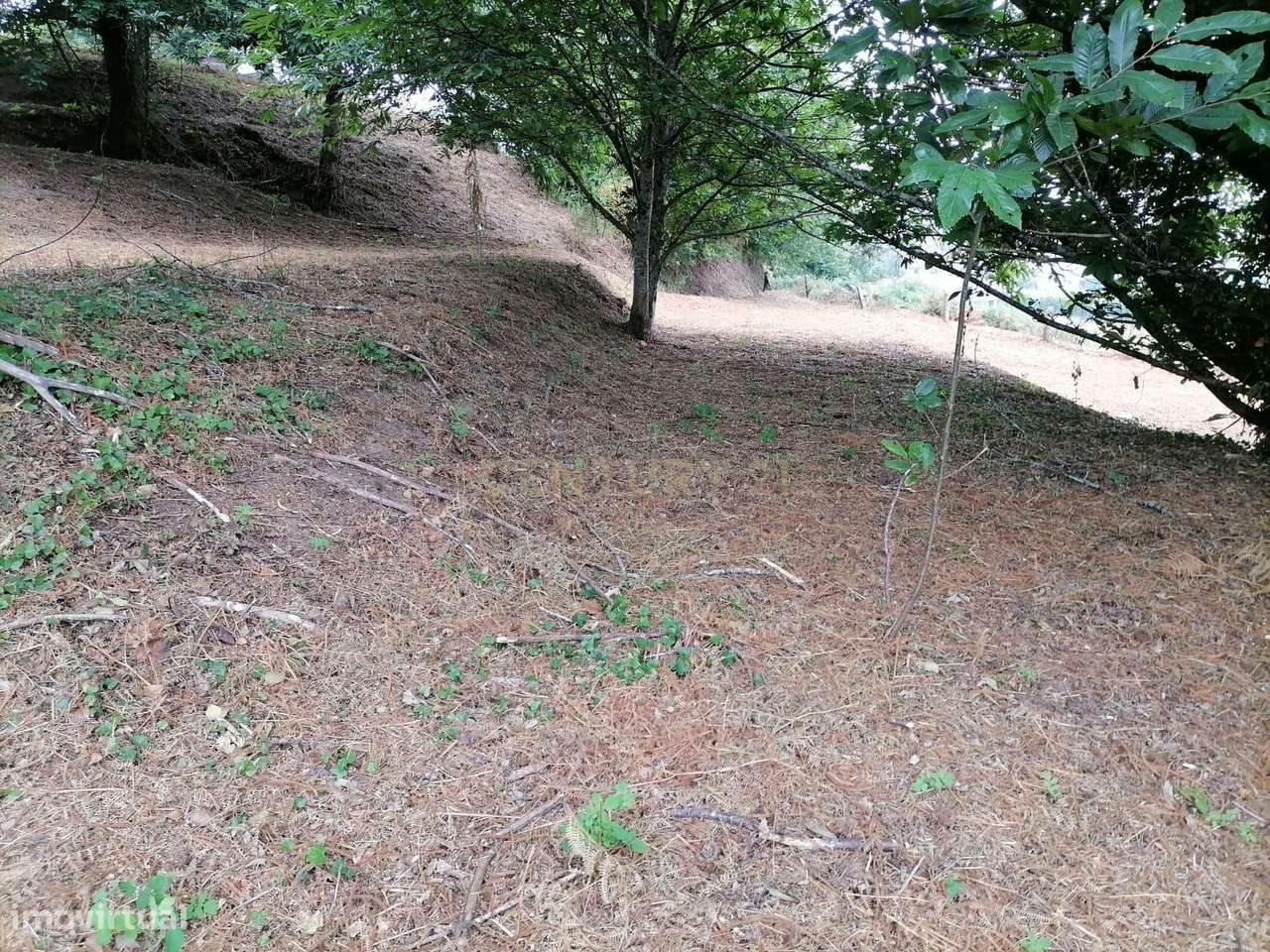 Terreno com Ruína em Granito | Potencial Único na Natureza do Alto Mi - Grande imagem: 5/7