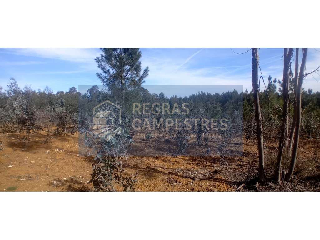 TERRENO RÚSTICO (FLORESTAL) - QUINHÃO HEREDITÁRIO
SANTO ANDRÉ - VI...-5