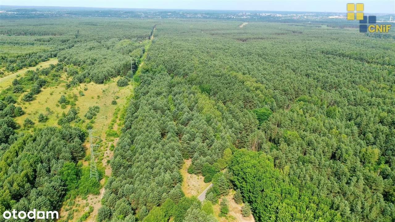 Skrajnica - zalesiony teren budowlano-rolny - Pełny obrazek: 4/5