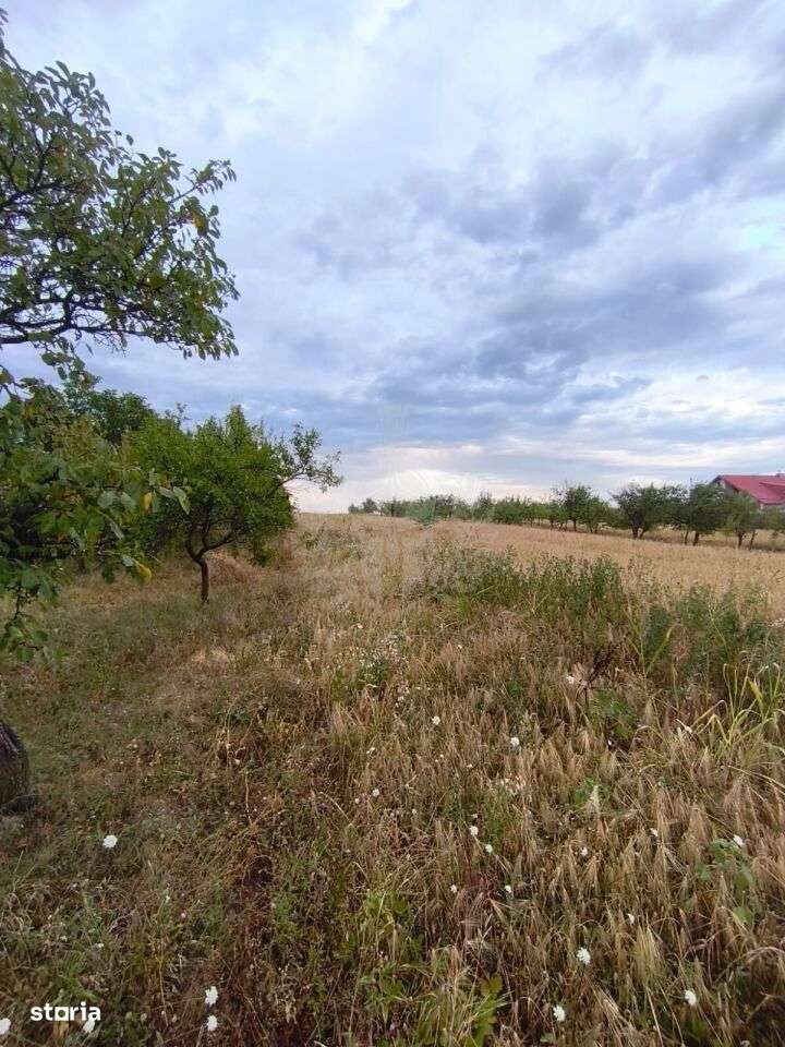 TEREN PAULESTI//10.000 MP - Imagine principală: 4/12