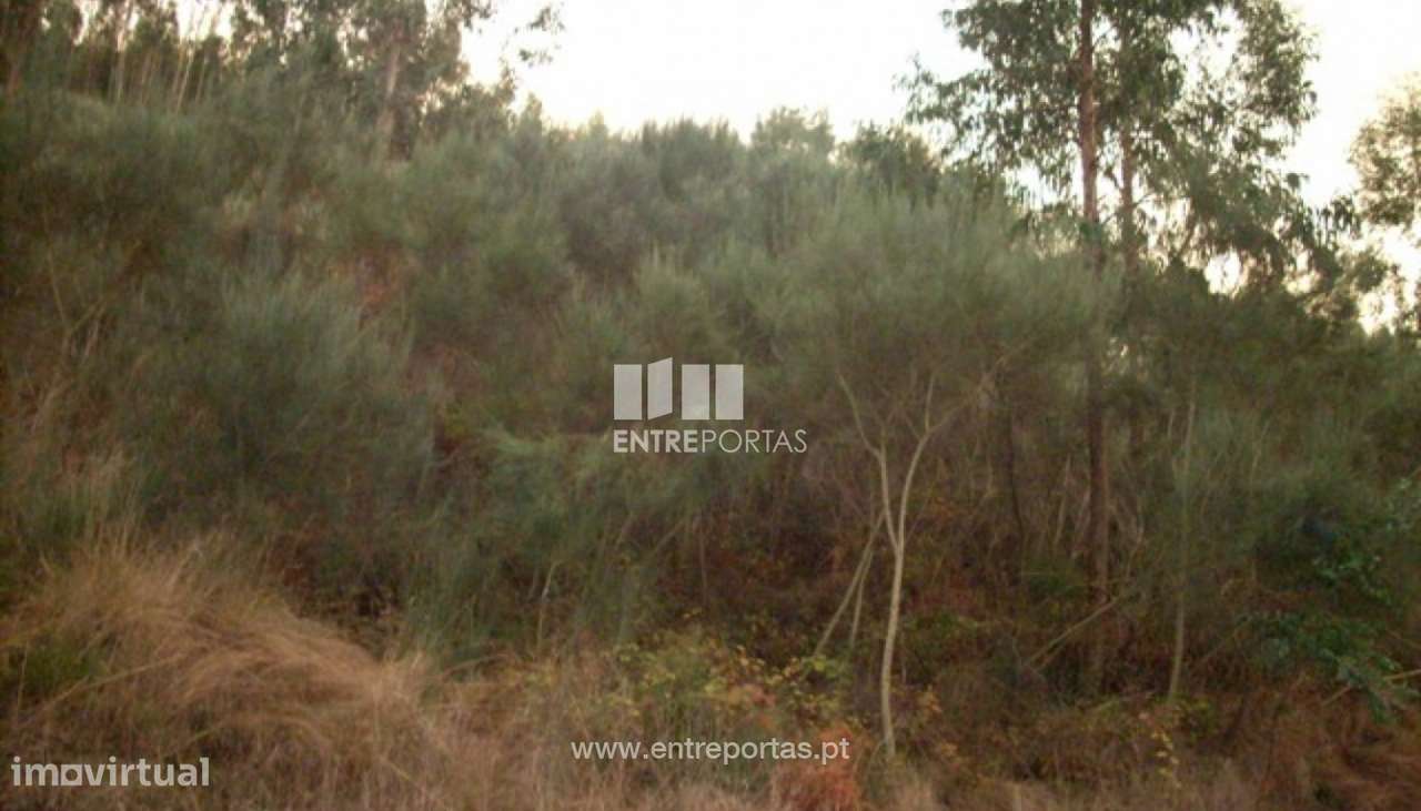 Venda Terreno, Santa Leocádia, Baião - Grande imagem: 5/29