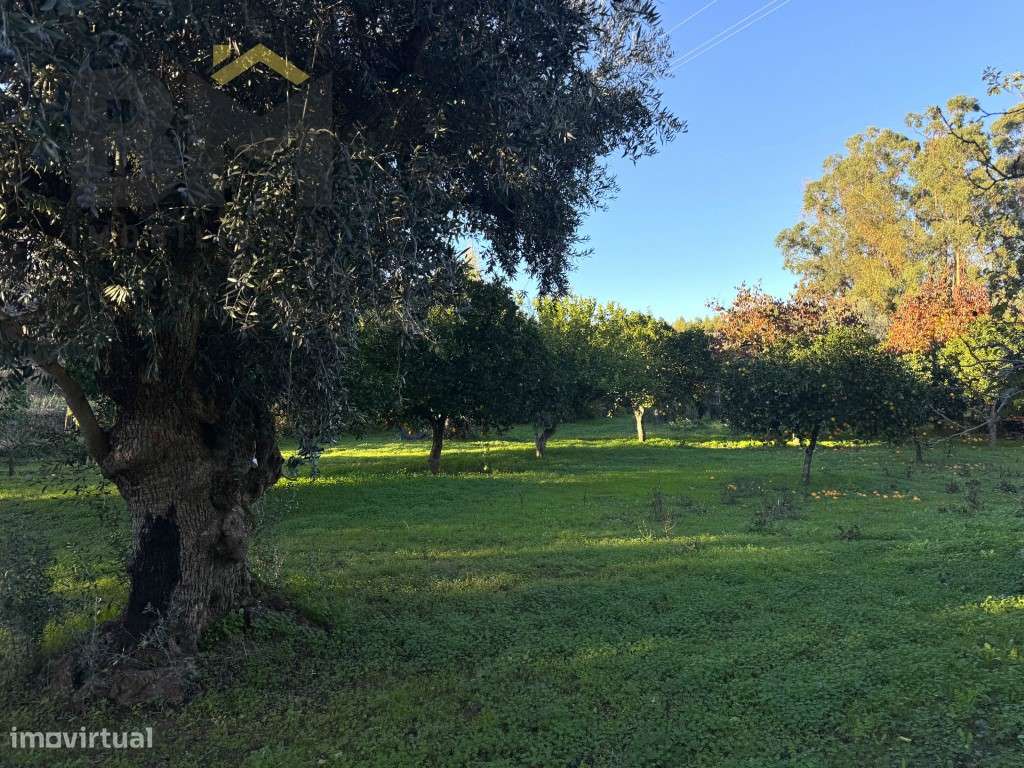 Quinta do Canavial - Aldeia da Mata - Grande imagem: 3/27