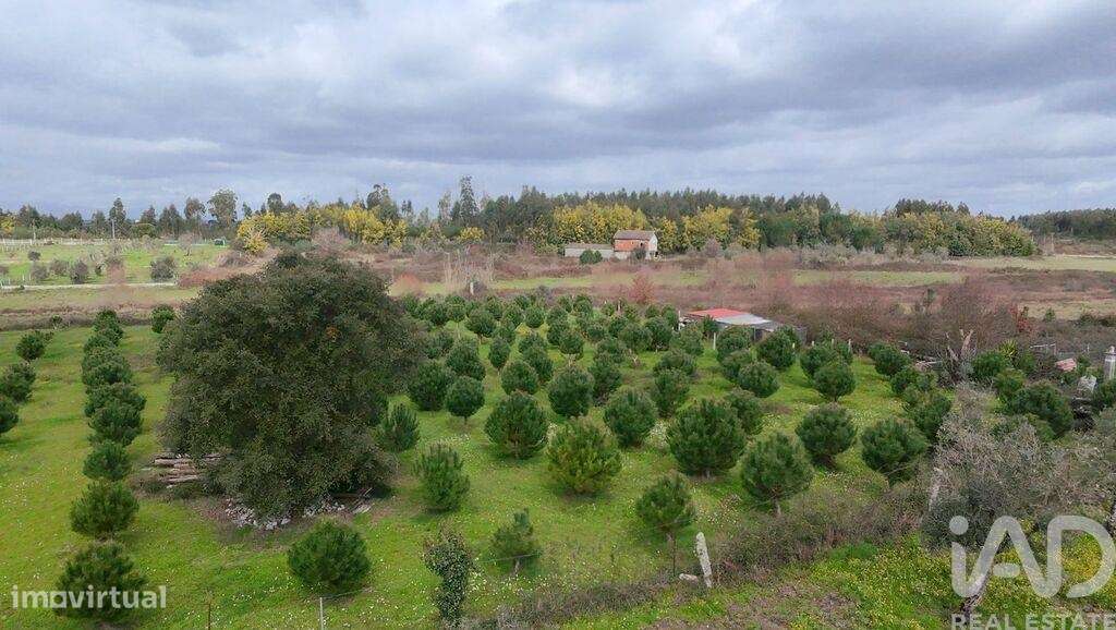 Terreno Agrícola em Ervedal e Vila Franca da Beira - Grande imagem: 2/5