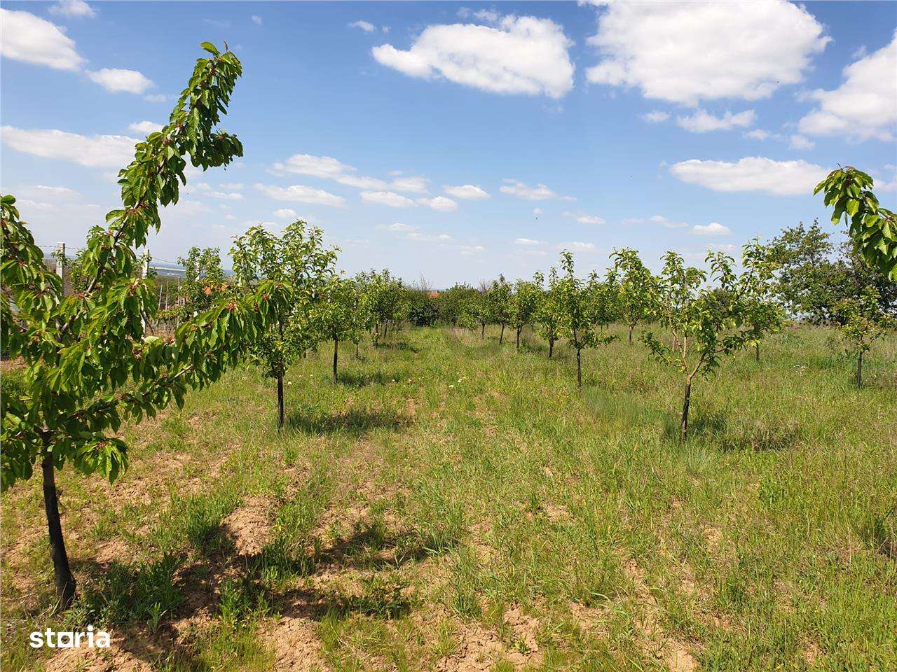 Teren intravilan in Saldabagiu de Munte - Imagine principală: 3/8