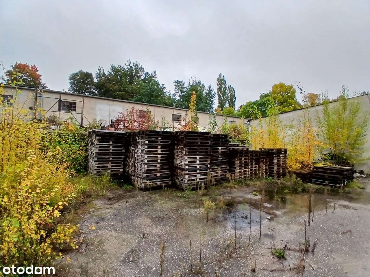 Hala/Magazyn, 10 564 m², Trzcianka - Pełny obrazek: 5/20