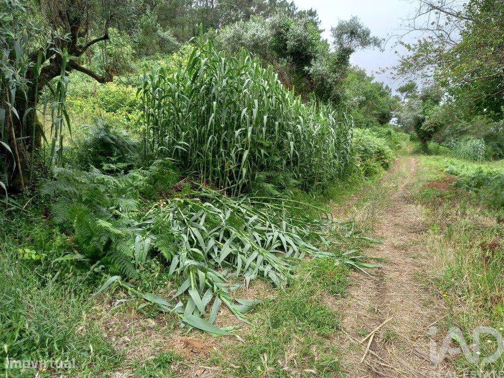 Terreno em Santo Isidoro de 4000,00 m2 - Grande imagem: 2/11