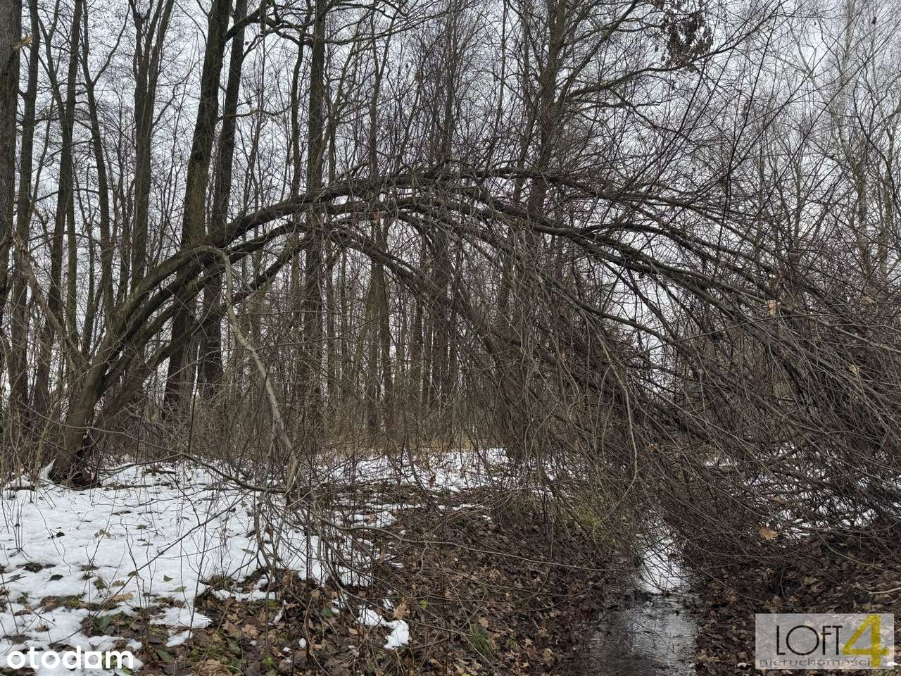 Duża działka z WZ -  otulona lasem-9