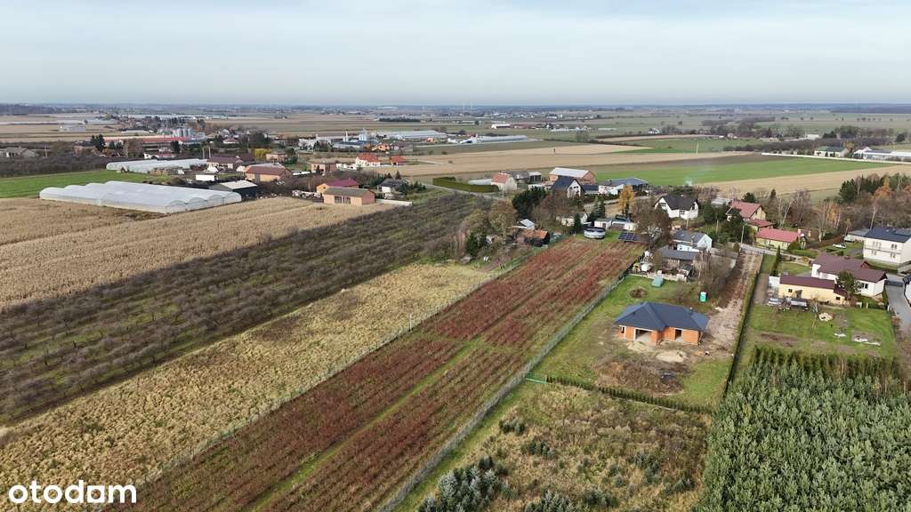 Działka inwestycyjna - uprawa borówek k.Kalisza-3