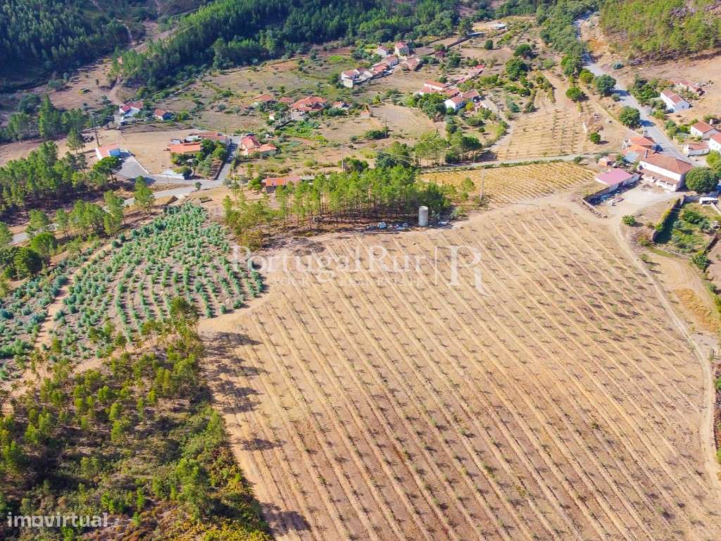 Quinta com 15 hectares de Olival e casa para recuperar em Mação - Grande imagem: 5/56