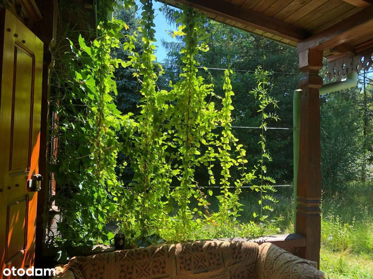 Drewniany dom kurpiowski w Puszczy Białej - Pełny obrazek: 4/20