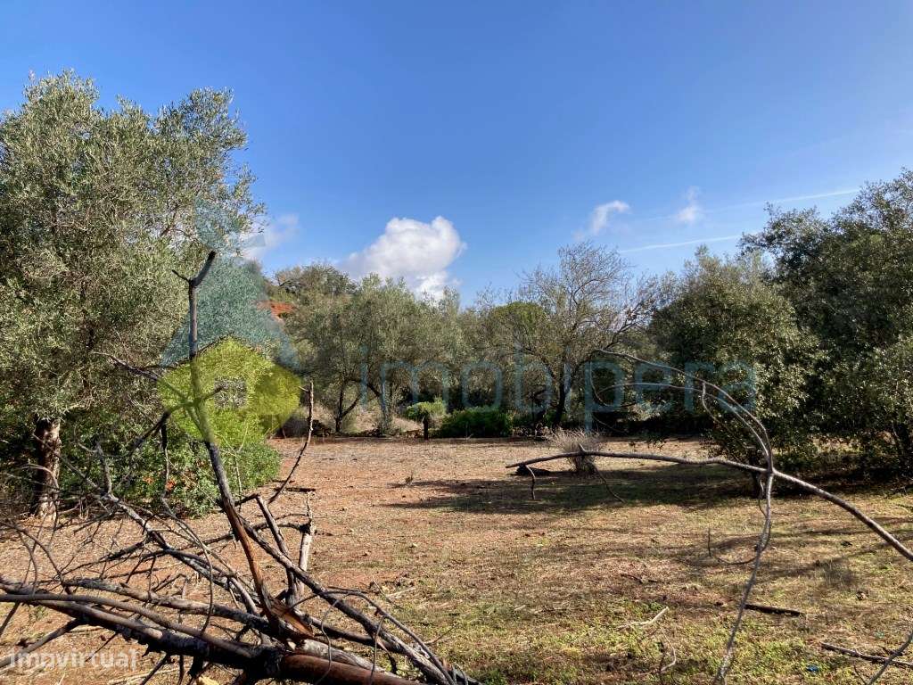 TERRENO RÚSTICO COM POÇO E ÁRVORES DE SEQUEIRO EM PADERNE - Grande imagem: 4/14