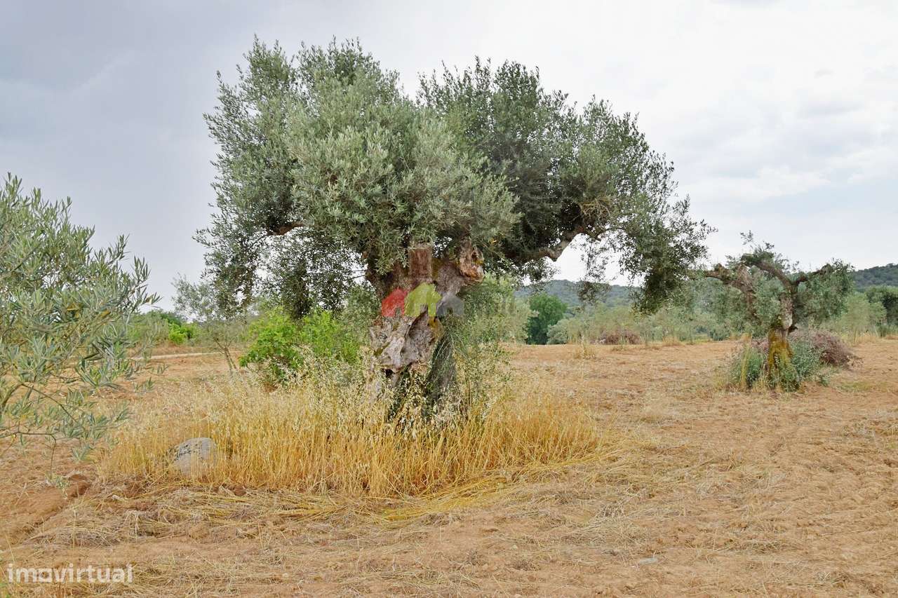 Terreno Rústico com olival tradicional - Grande imagem: 2/21
