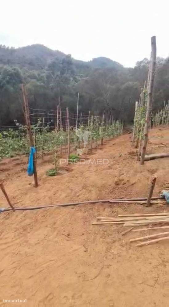 Terreno com 21 500,00 m2 à Venda Em Caniçal - Grande imagem: 5/14