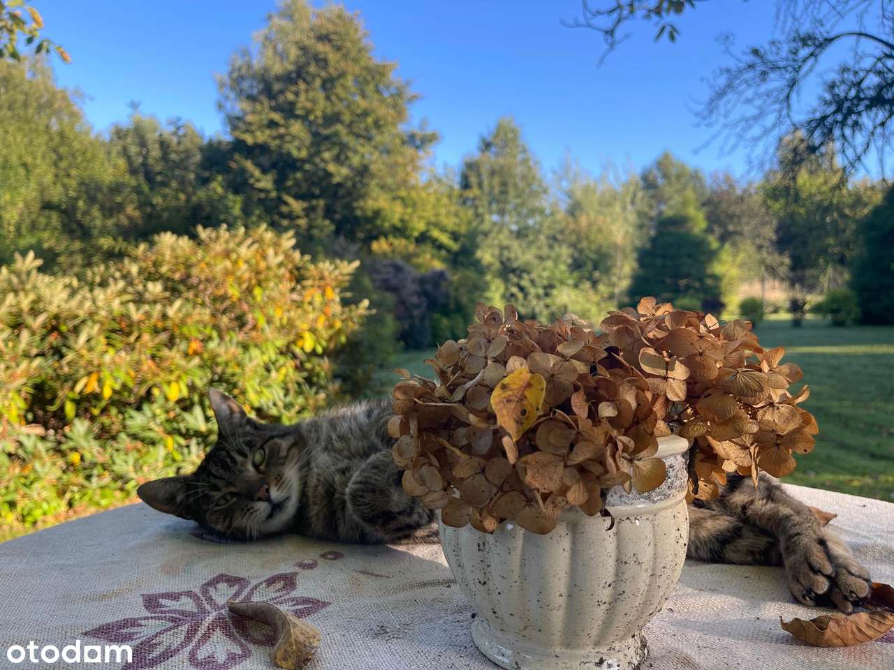 Bezpośrednio  Katowice Kostuchna 200/300m2 Piękny ogród - Pełny obrazek: 4/20