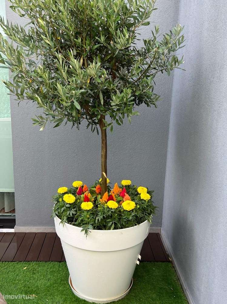 T2 +1 com Terraço  Zona Histórica Leça da Palmeira-7