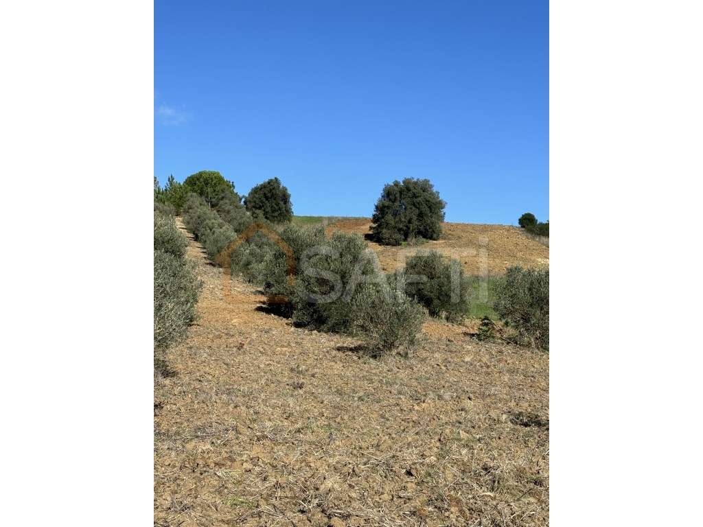 Terreno Com Oliveiras Arruda dos Pisões - Grande imagem: 4/4