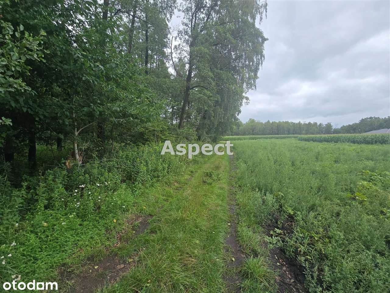 Działka z lasem - Pełny obrazek: 2/9