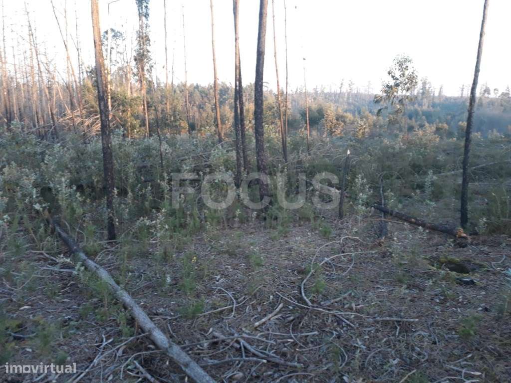 Terreno para loteamento Aveiro - Nariz - Grande imagem: 4/4