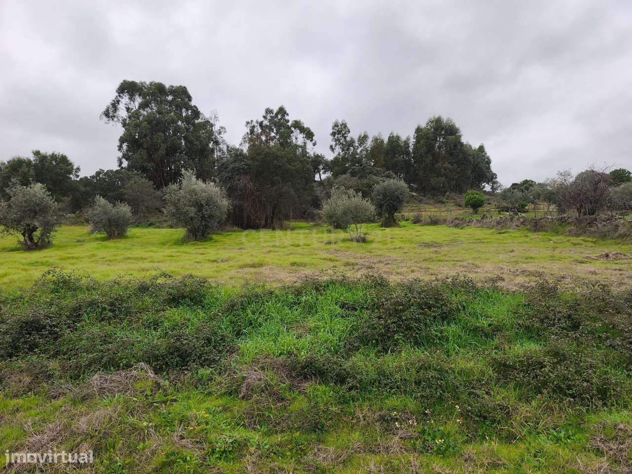 Oportunidade Agrícola em Martianas, Orca – Terreno com Olival e Citrin - Grande imagem: 5/9